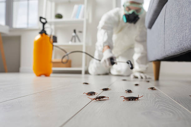 Commercial Rodent Management in North Fort Lewis